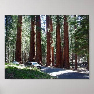 Tree Car Sequoia Park Poster