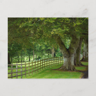 tree cart in Ireland Postcard