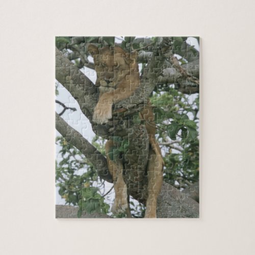 Tree climbing lioness Panthera leo Queen Jigsaw Puzzle