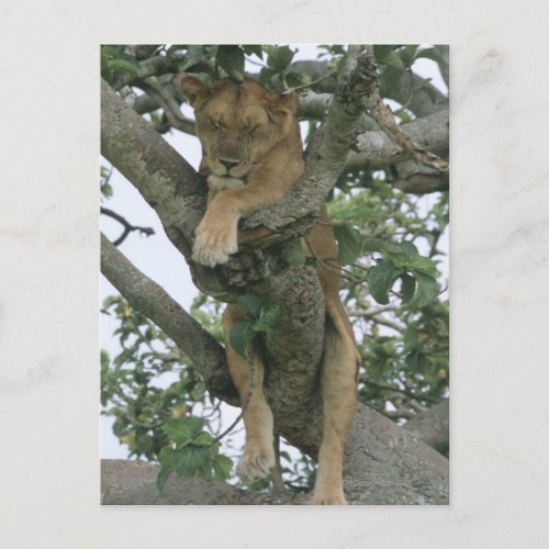Tree climbing lioness Panthera leo Queen Postcard