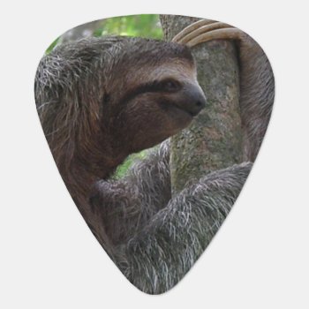 Tree Climbing Sloth Guitar Pick by WildlifeAnimals at Zazzle