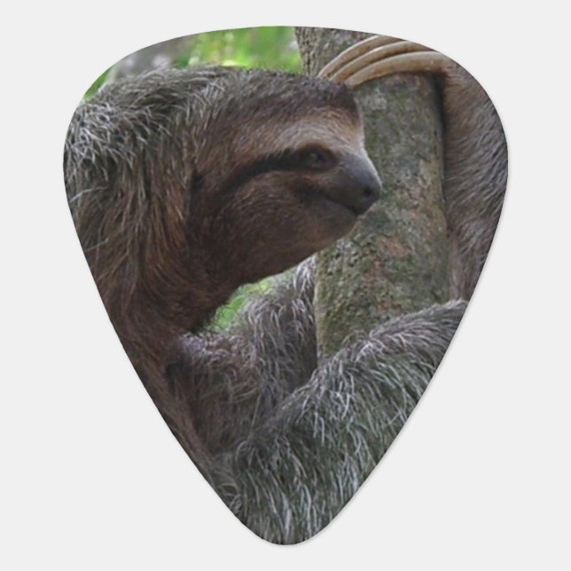 Tree Climbing Sloth Guitar Pick (Front)