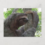 Tree Climbing Sloth Postcard