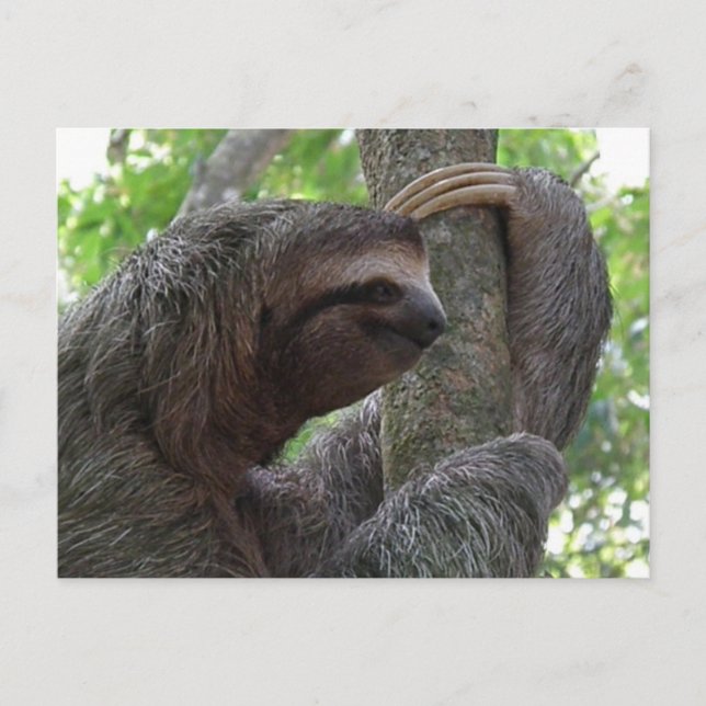 Tree Climbing Sloth Postcard (Front)