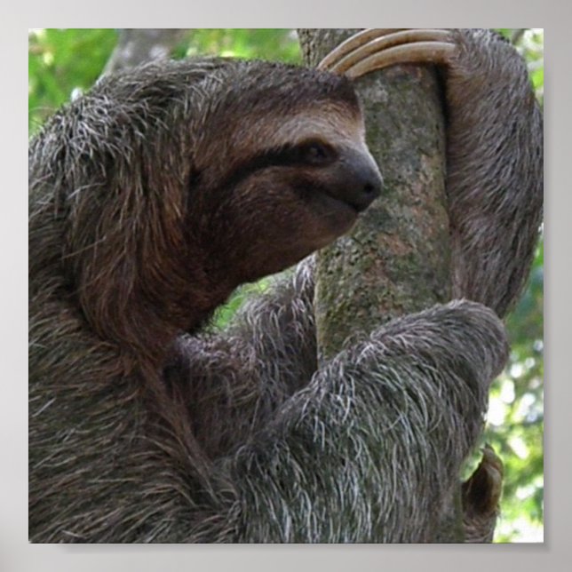 Tree Climbing Sloth Poster Print (Front)