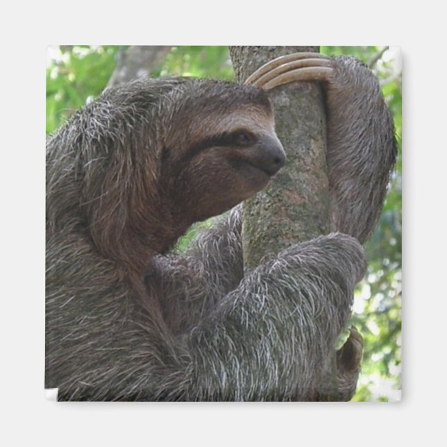 Tree Climbing Sloth Square Magnet (Front)