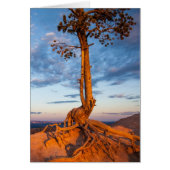Tree Clings to Ledge, Bryce Canyon National Park (Front)