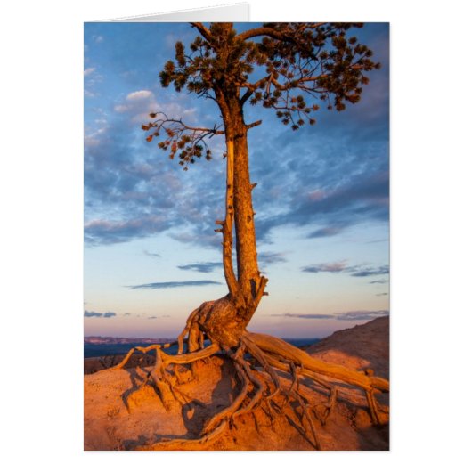 Tree Clings to Ledge, Bryce Canyon National Park Cards (Front)