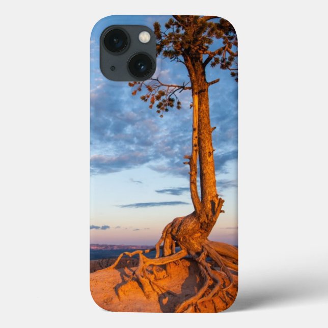 Tree Clings to Ledge, Bryce Canyon National Park Case-Mate iPhone Case (Back)