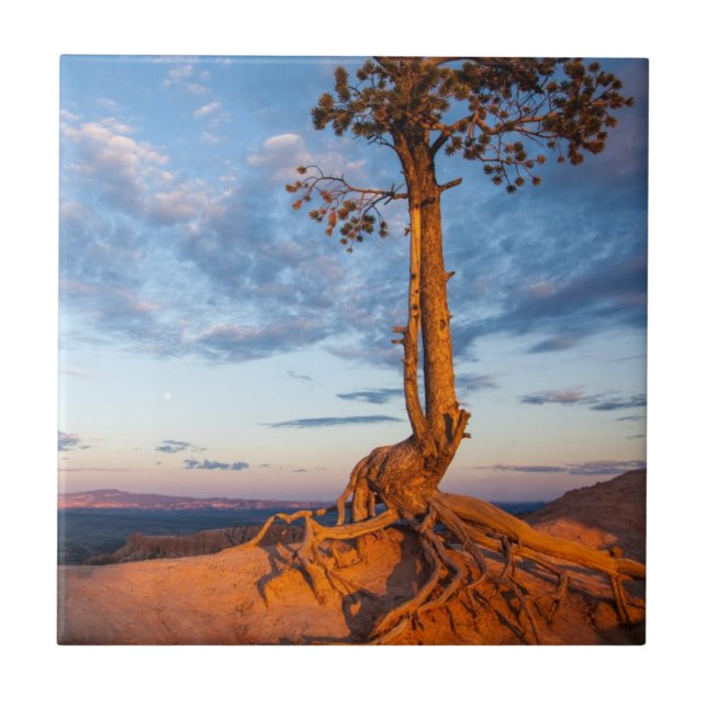 Tree Clings to Ledge, Bryce Canyon National Park Ceramic Tile (Front)
