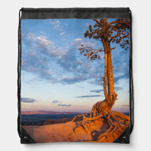 Tree Clings to Ledge, Bryce Canyon National Park Drawstring Bag