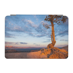 Tree Clings to Ledge, Bryce Canyon National Park iPad Mini Cover