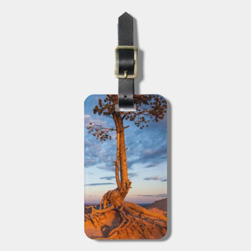 Tree Clings to Ledge Bryce Canyon National Park Luggage Tag