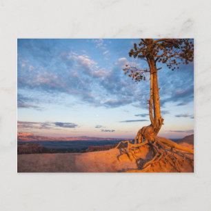 Tree Clings to Ledge, Bryce Canyon National Park Postcard