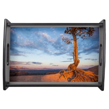 Tree Clings To Ledge  Bryce Canyon National Park Serving Tray by usdeserts at Zazzle