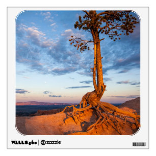 Tree Clings to Ledge, Bryce Canyon National Park Wall Decal