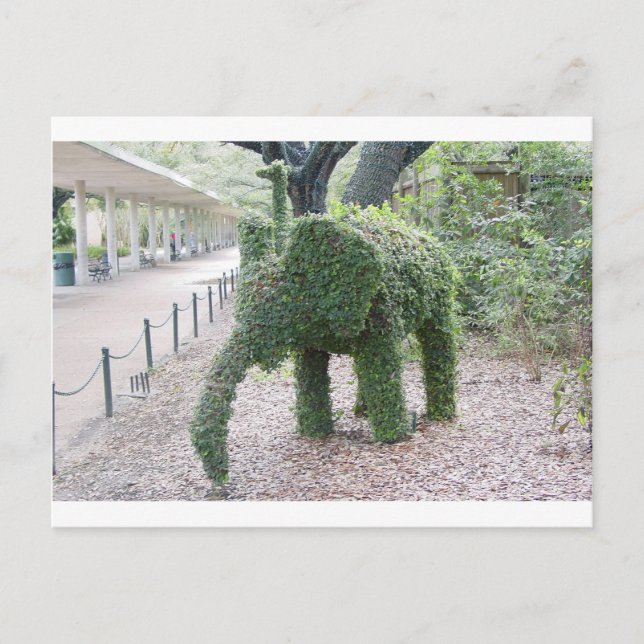 Tree Elephant Postcard (Front)