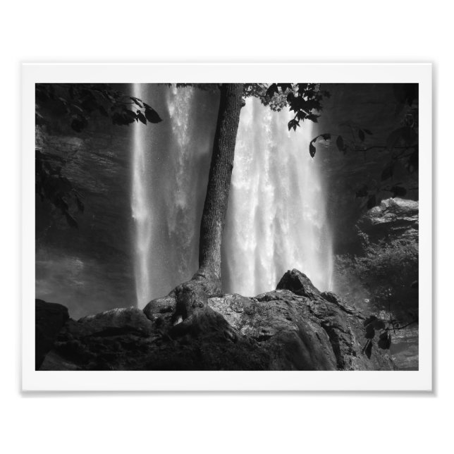 Tree Falls B&W Photo Print (Front)