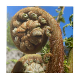 Tree Fern Frond Ceramic Tile