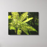 Tree Fern in the Rainforest Canvas Print