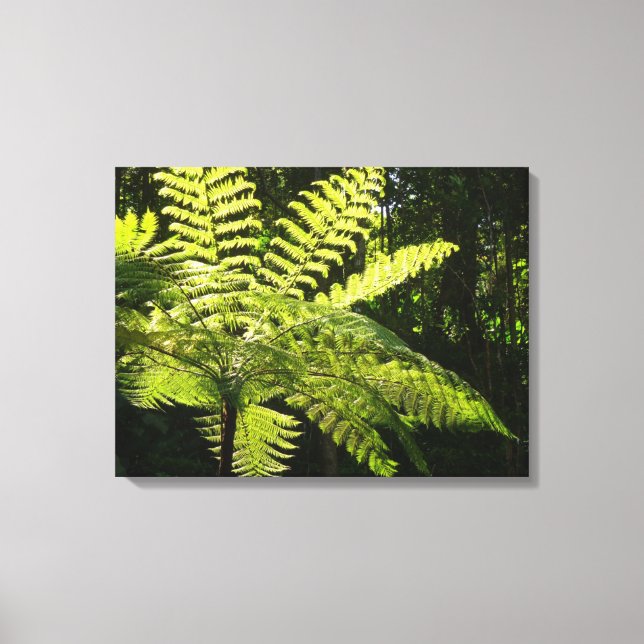 Tree Fern in the Rainforest Canvas Print (Front)