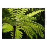 Tree Fern in the Rainforest Cards
