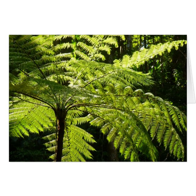 Tree Fern in the Rainforest Cards (Front Horizontal)