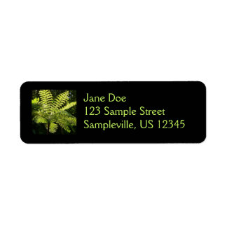 Tree Fern in the Rainforest Label
