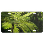 Tree Fern in the Rainforest License Plate