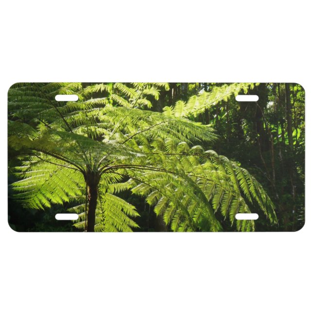 Tree Fern in the Rainforest License Plate (Front)