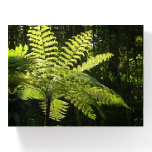 Tree Fern in the Rainforest Paperweight
