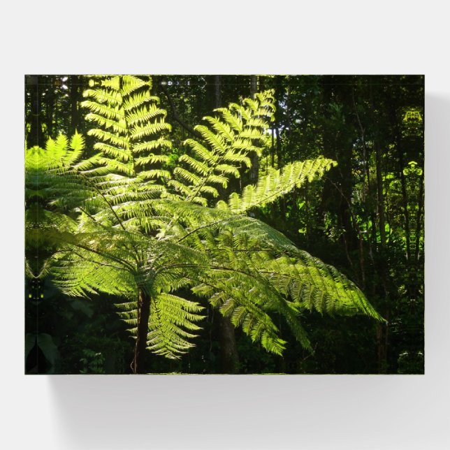 Tree Fern in the Rainforest Paperweight (Front)
