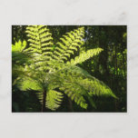 Tree Fern in the Rainforest Postcard