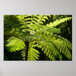 Tree Fern in the Rainforest Poster