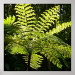 Tree Fern in the Rainforest Poster