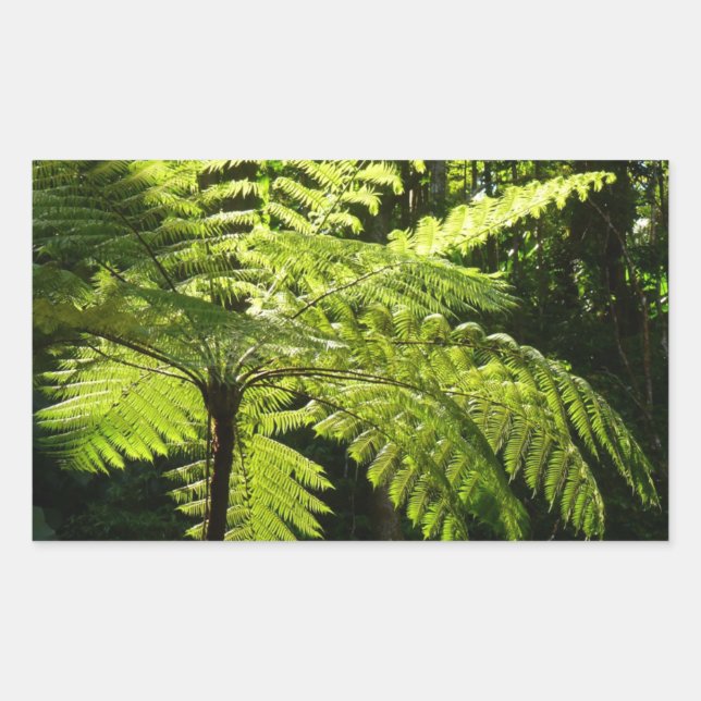 Tree Fern in the Rainforest Rectangular Sticker (Front)