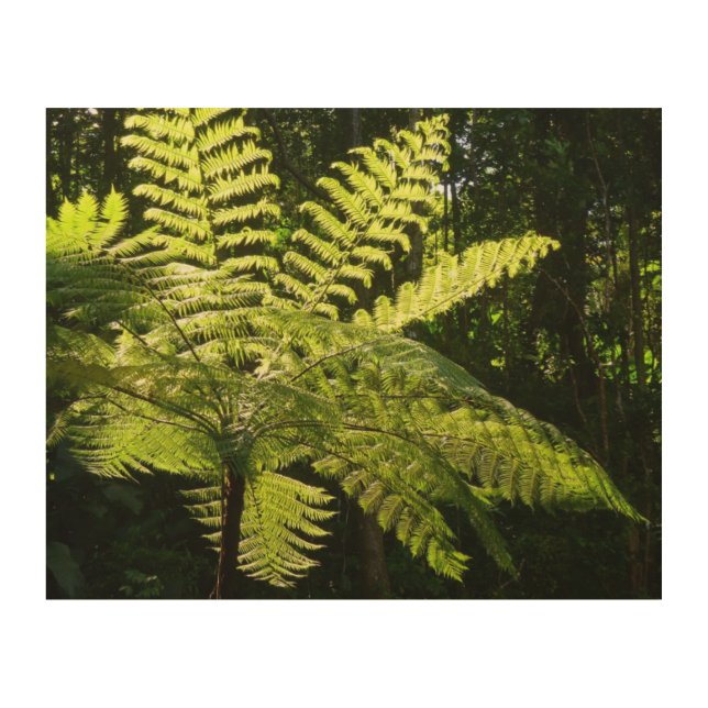 Tree Fern in the Rainforest Wood Wall Decor (Front)
