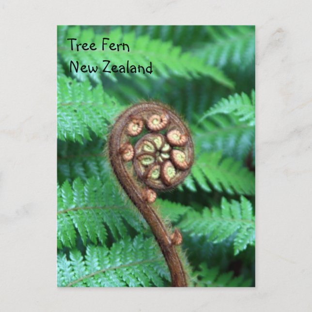 Tree Fern New Zealand Postcard (Front)