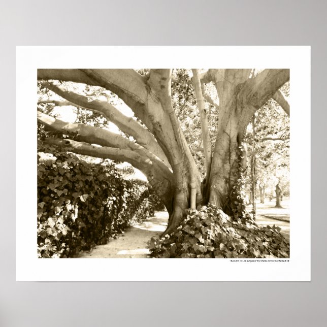 Tree Fine Art Photo Black White Sepia Los Angeles  Poster (Front)