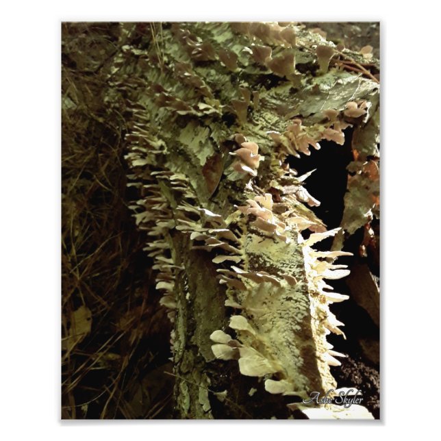 Tree Fins Photo Print (Front)