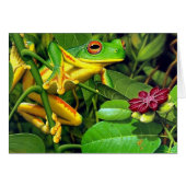 Tree Frog (Front Horizontal)