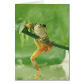 Tree Frog (Front)