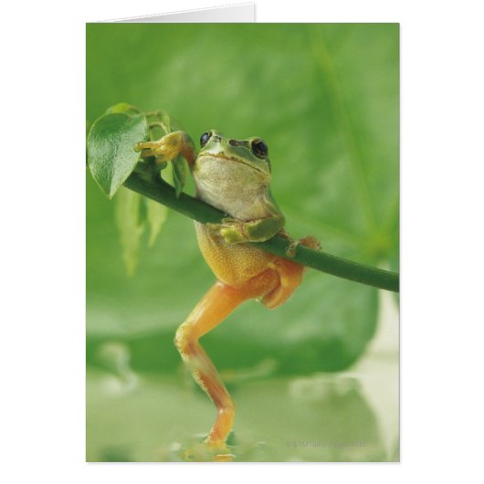 Tree Frog Cards (Front)