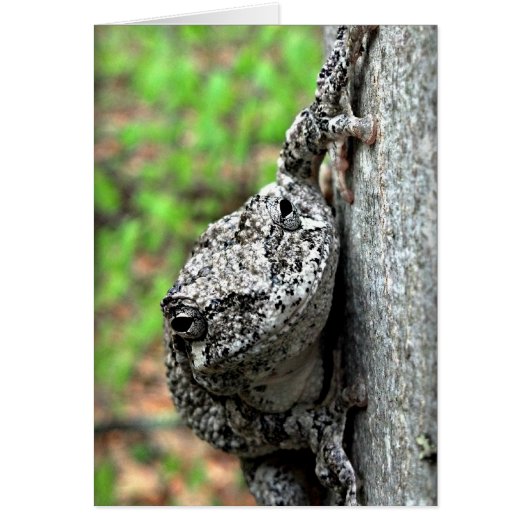 Tree Frog Cards (Front)