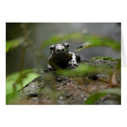 Tree Frog Cards (Front Horizontal)