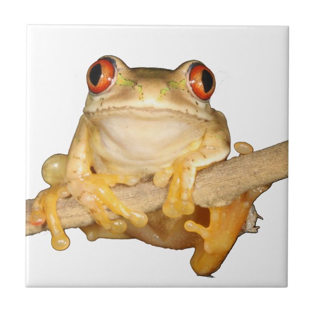 Tree Frog Ceramic Tile (Front)