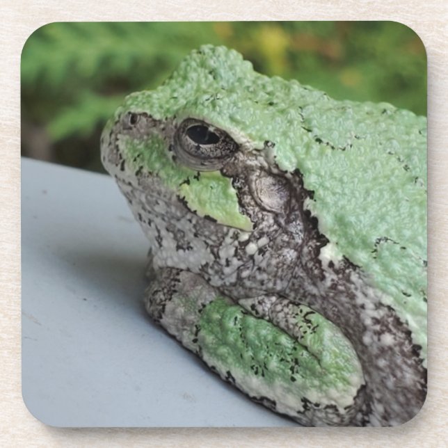 Tree Frog Coaster (Front)