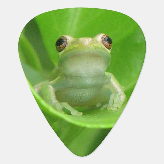 Tree Frog -  Guitar Pick (Front)