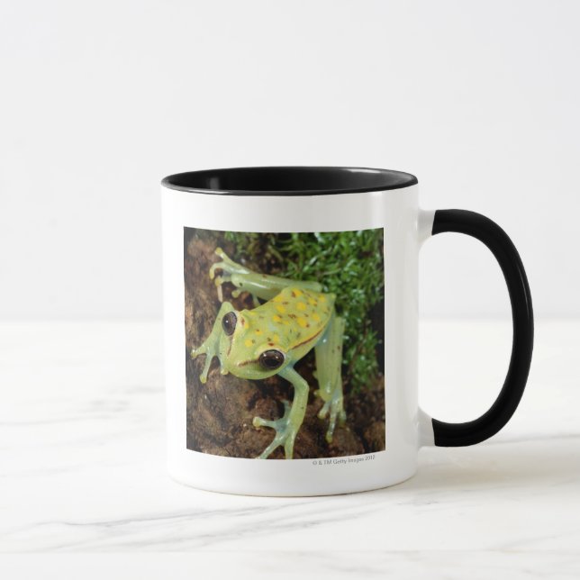 Tree Frog (Hylidae) Mug (Right)