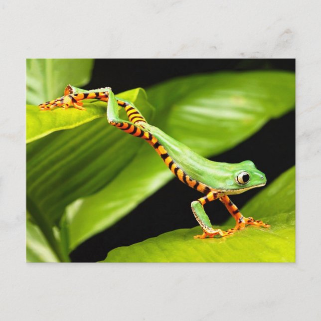 Tree Frog Jump Postcard (Front)